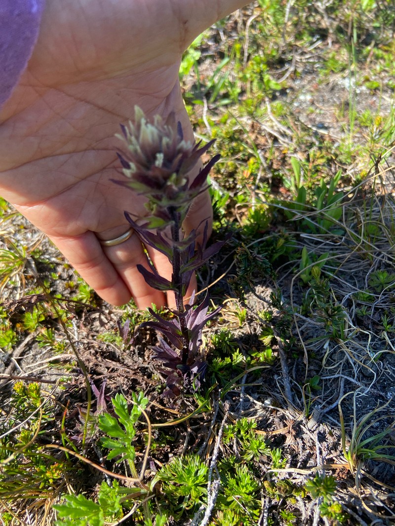 Mountain Indian Paintbrush photo 8