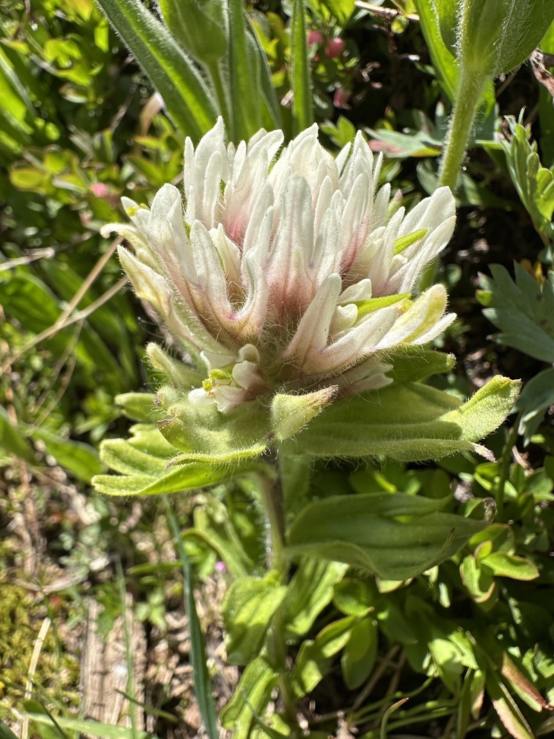 Castilleja parviflora var. albida