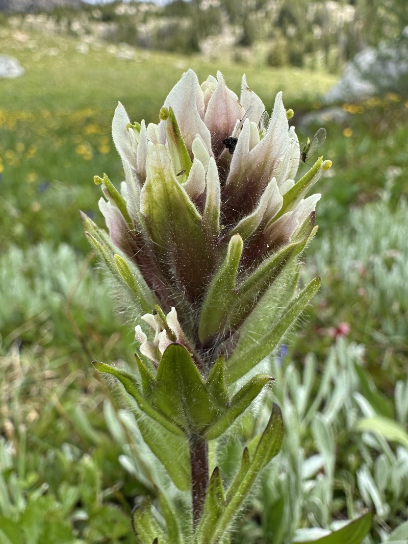Castilleja parviflora var. albida photo 2