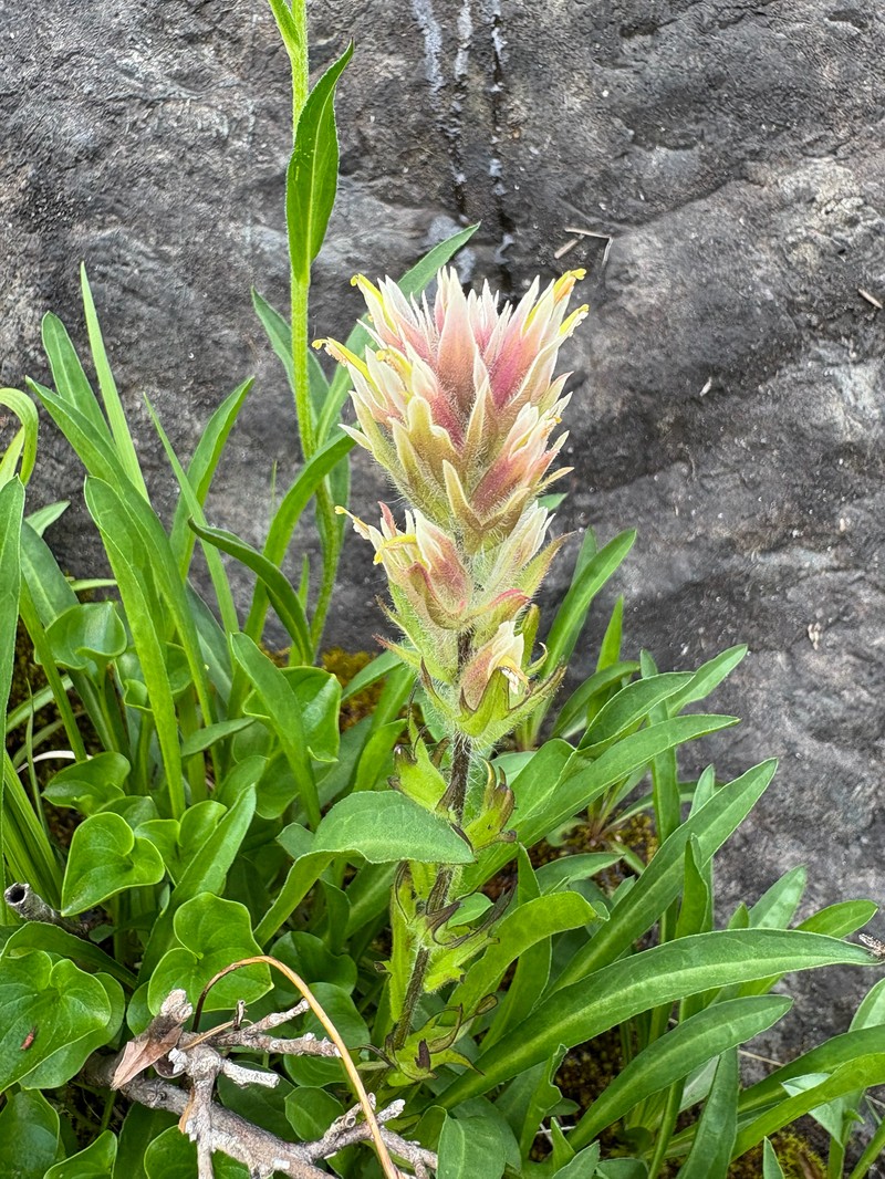 Castilleja parviflora var. albida photo 3