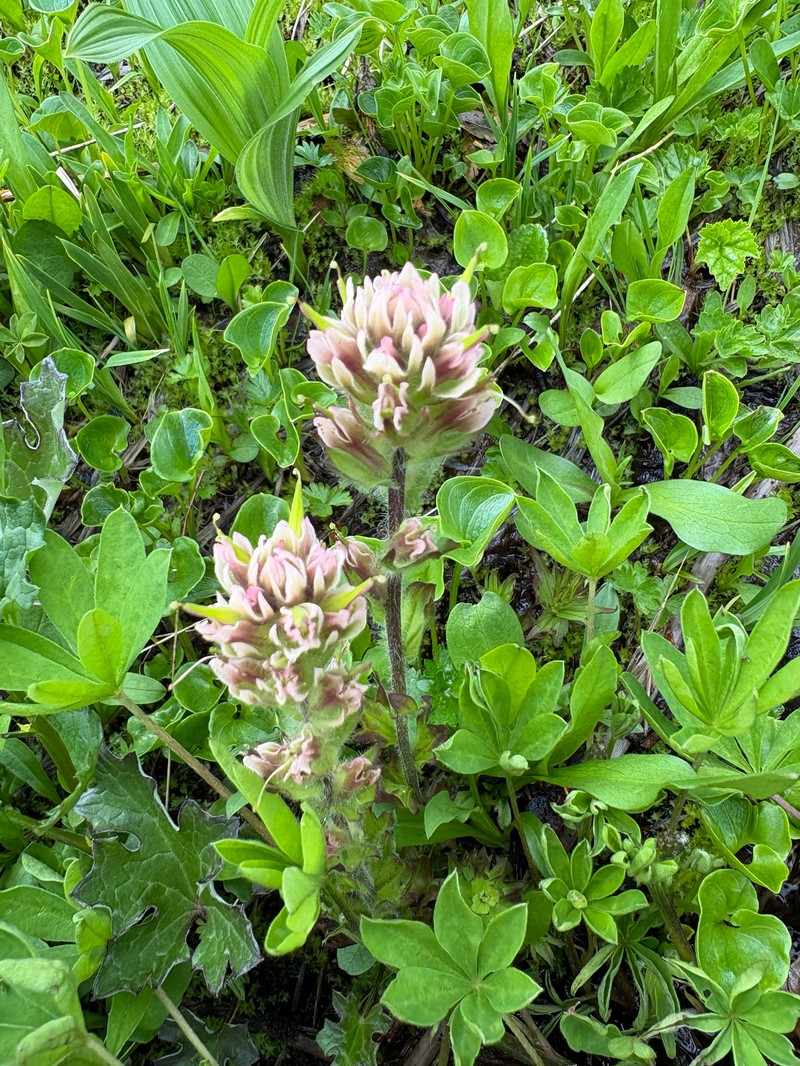 Castilleja parviflora var. albida photo 4