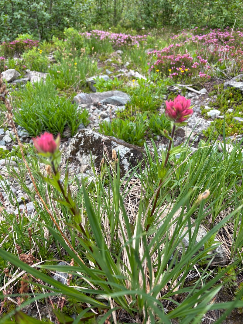 Castilleja parviflora var. albida photo 5