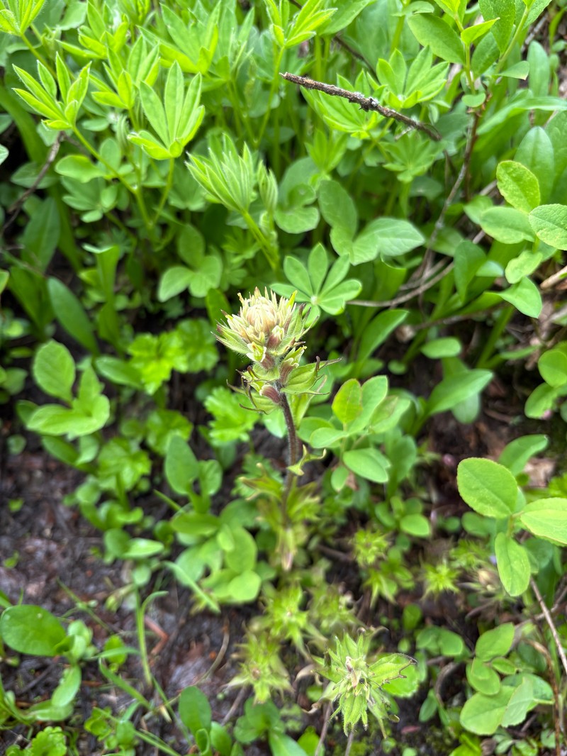 Castilleja parviflora var. albida photo 6