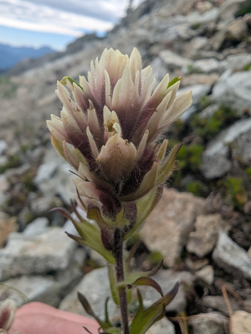 Castilleja parviflora var. albida photo 7