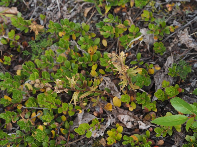 Castilleja parviflora var. albida photo 8