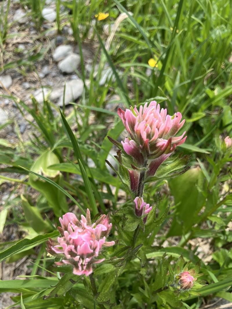 Castilleja parviflora var. olympica