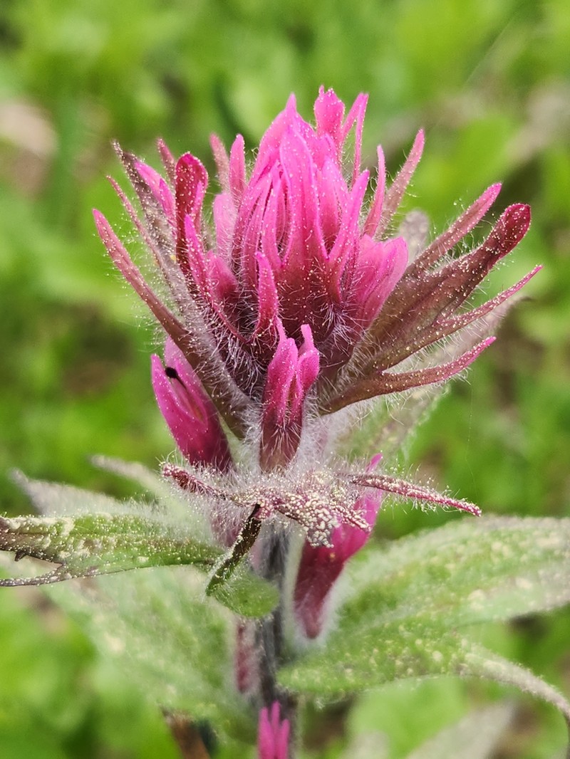 Castilleja parviflora var. olympica photo 2