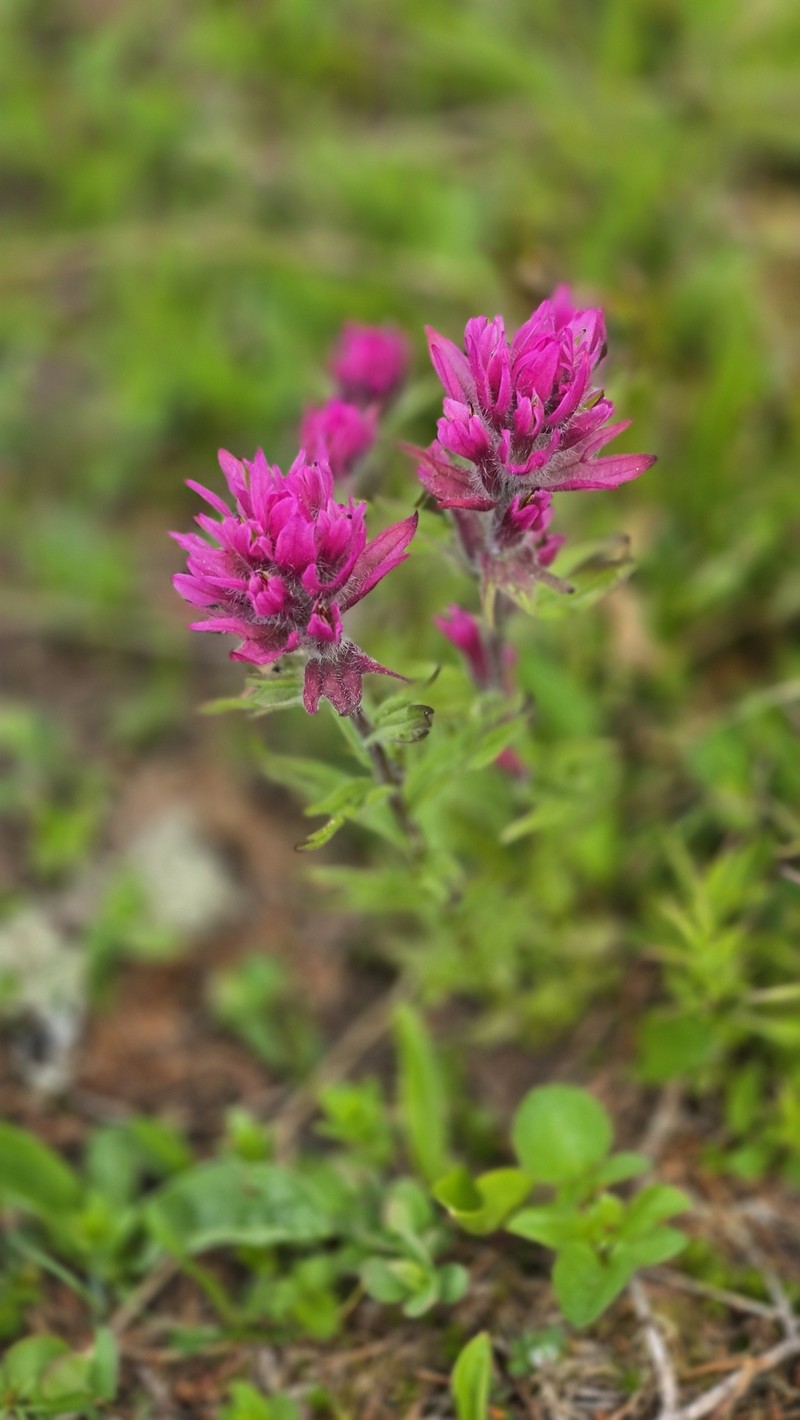 Castilleja parviflora var. olympica photo 3
