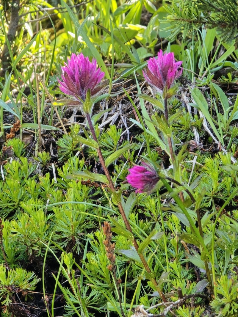 Castilleja parviflora var. olympica photo 4