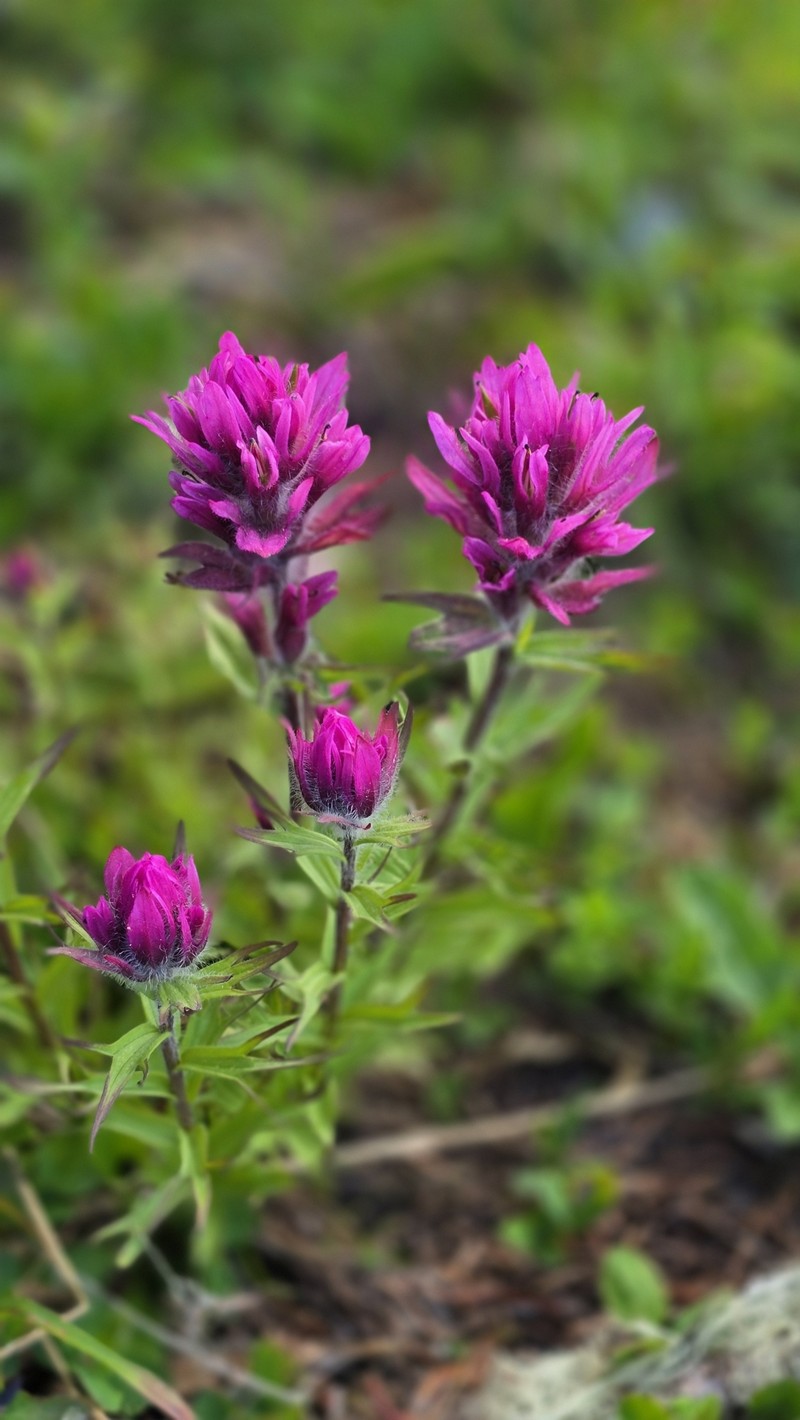 Castilleja parviflora var. olympica photo 5