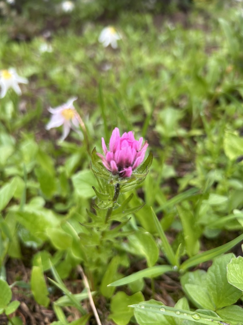 Castilleja parviflora var. olympica photo 6