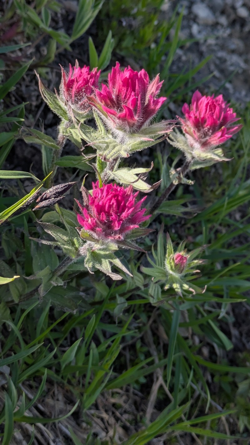 Castilleja parviflora var. olympica photo 7