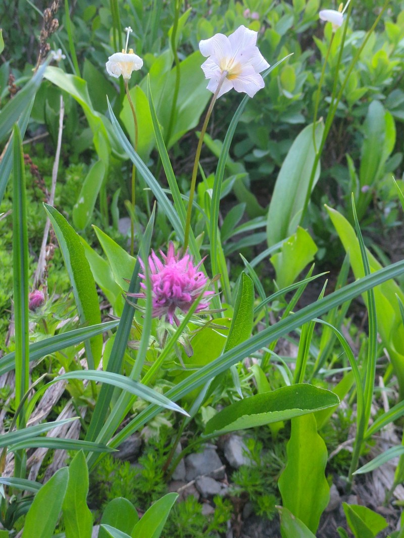 Castilleja parviflora var. olympica photo 8