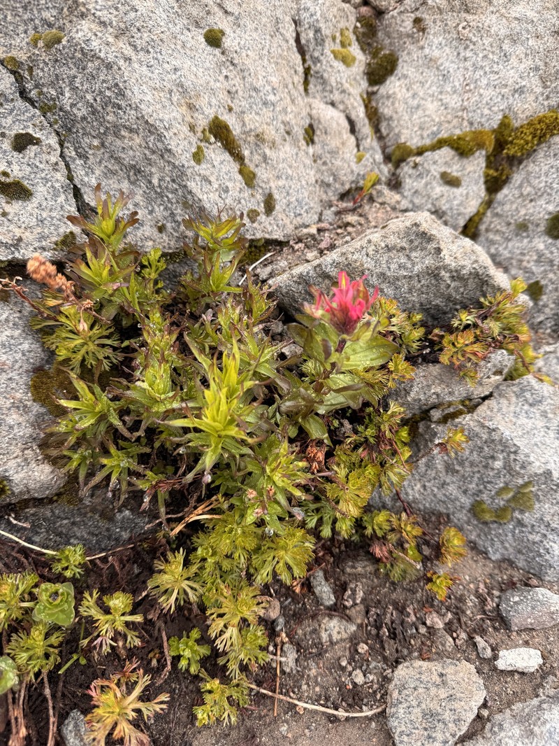 Castilleja parviflora var. oreopola