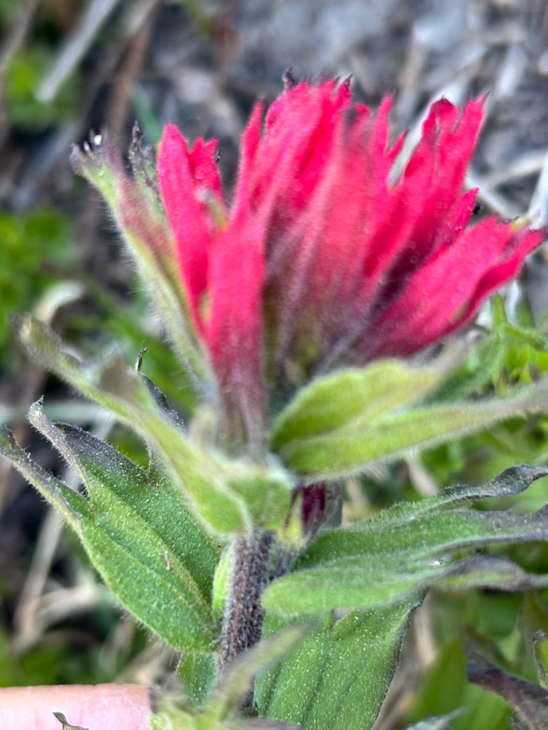 Castilleja parviflora var. oreopola photo 2