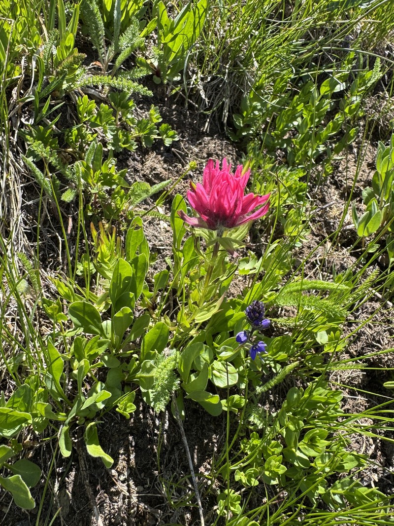 Castilleja parviflora var. oreopola photo 3