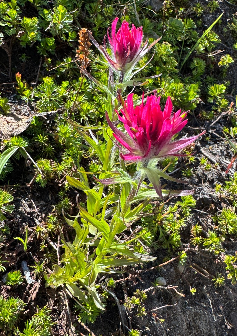 Castilleja parviflora var. oreopola photo 4