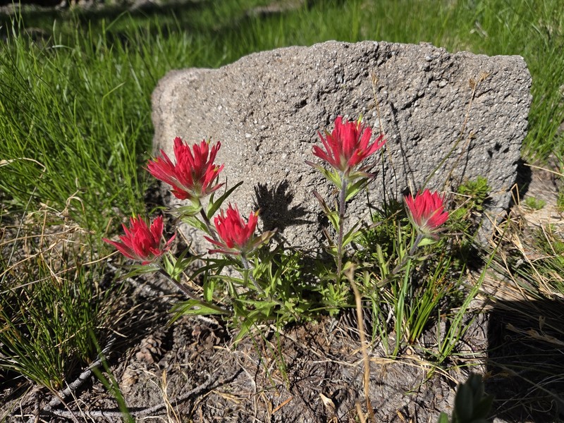 Castilleja parviflora var. oreopola photo 5