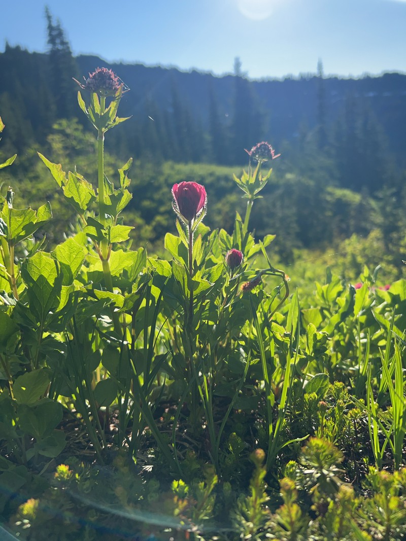 Castilleja parviflora var. oreopola photo 6