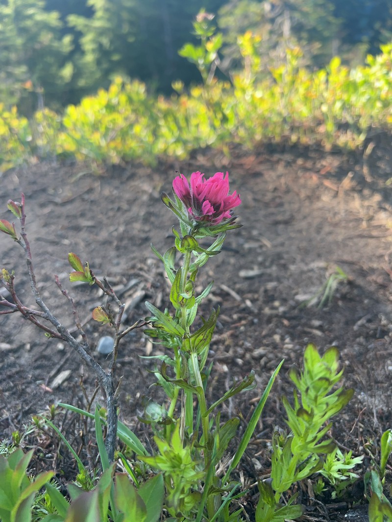 Castilleja parviflora var. oreopola photo 7