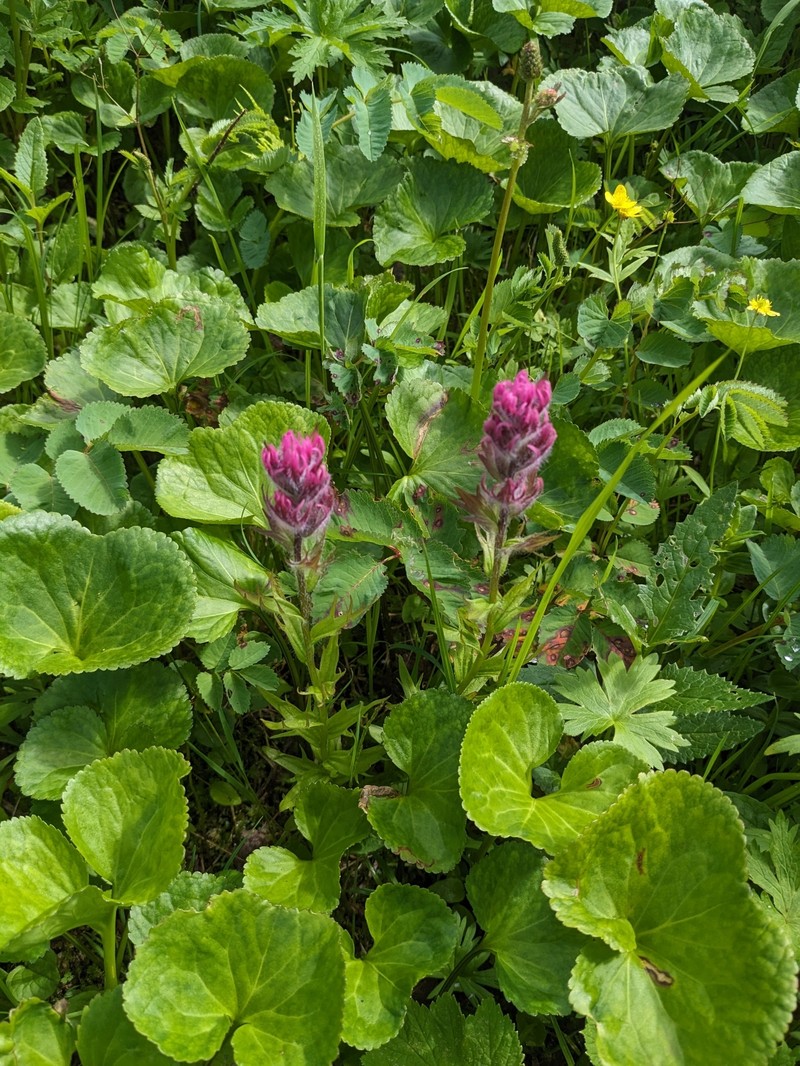 Castilleja parviflora var. parviflora