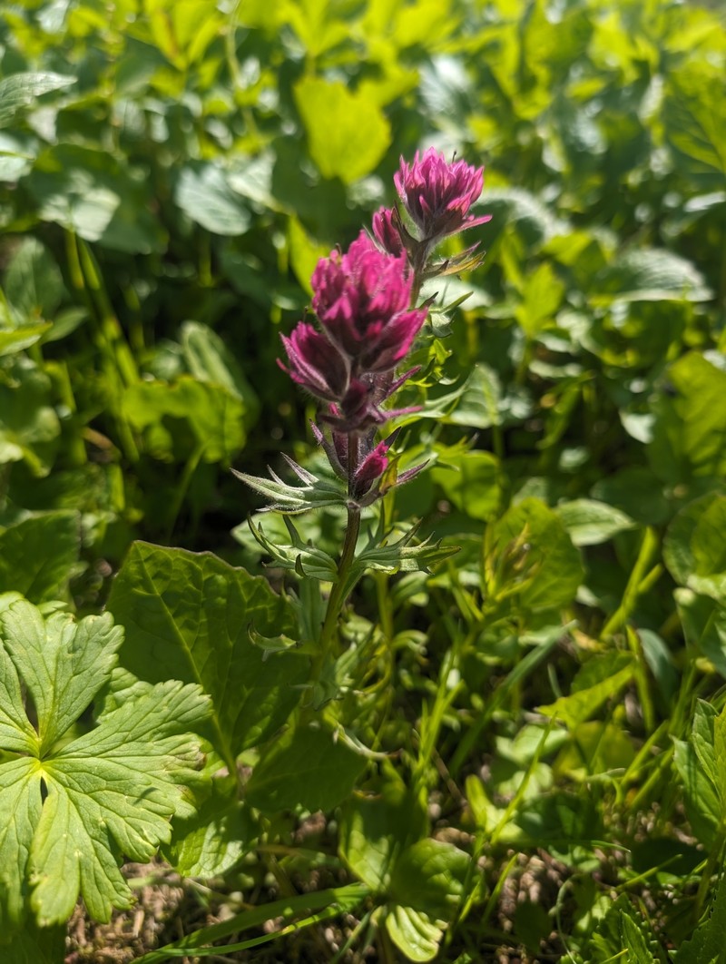 Castilleja parviflora var. parviflora photo 2