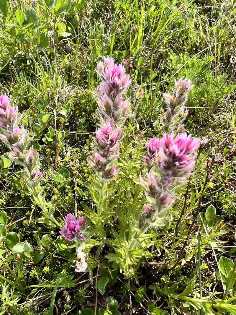 Castilleja parviflora var. parviflora photo 3