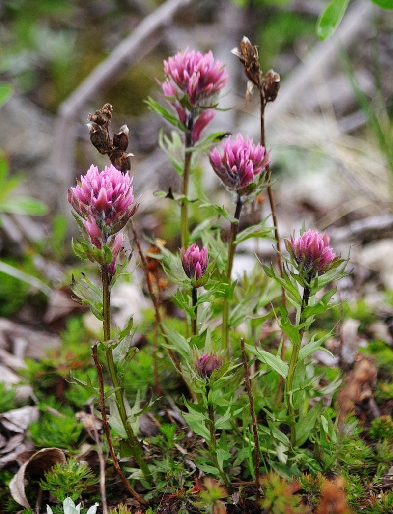 Castilleja parviflora var. parviflora photo 4