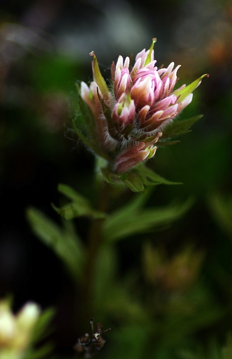 Castilleja parviflora var. parviflora photo 5