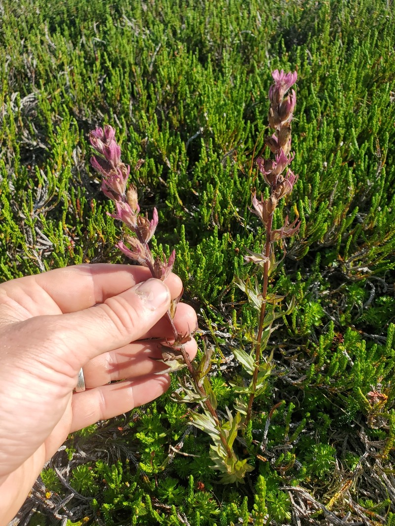 Castilleja parviflora var. parviflora photo 7
