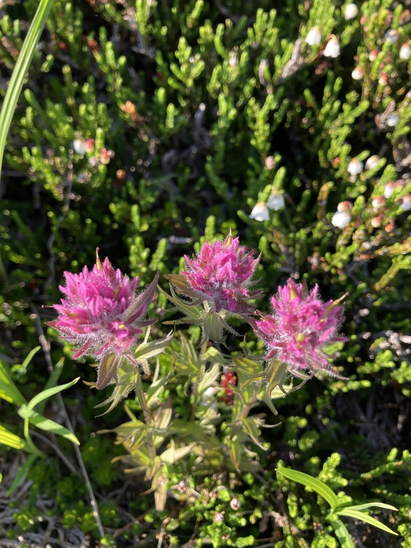 Castilleja parviflora var. parviflora photo 8