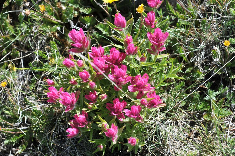 Tushar Plateau Indian Paintbrush