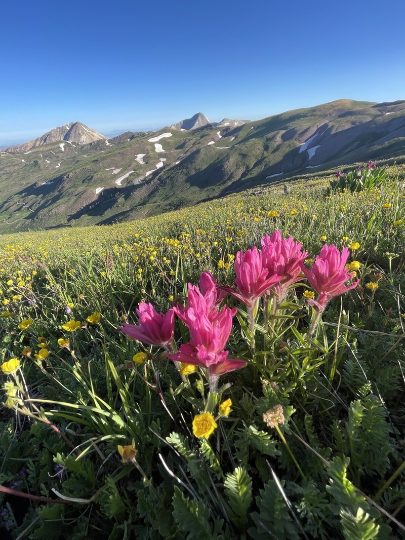 Tushar Plateau Indian Paintbrush photo 2