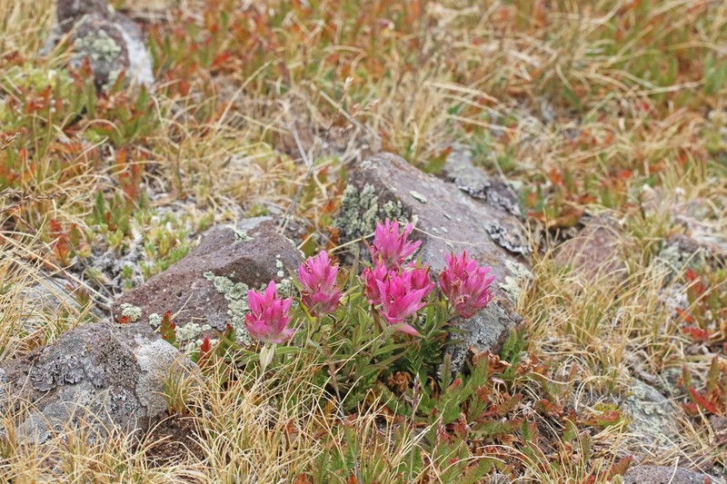Tushar Plateau Indian Paintbrush photo 3