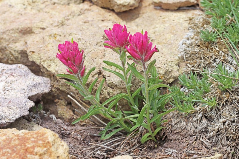 Tushar Plateau Indian Paintbrush photo 4