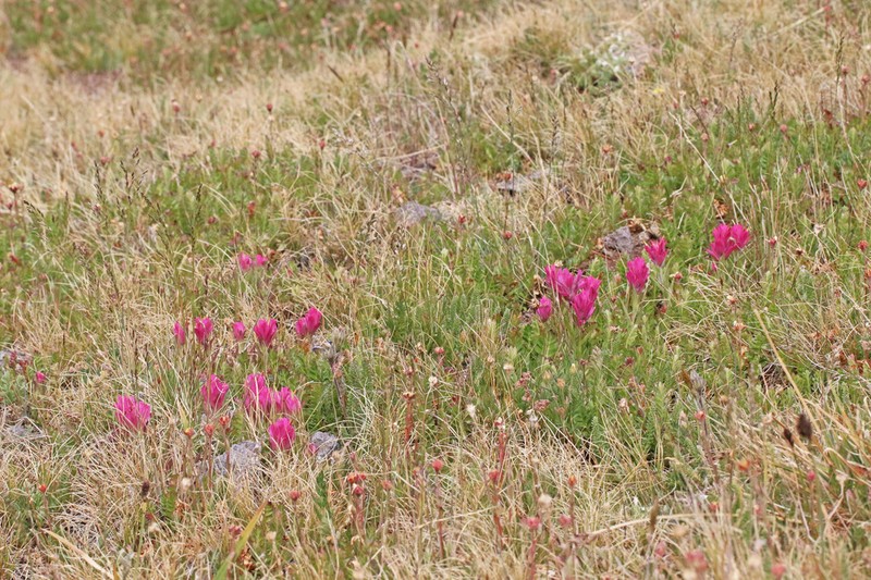 Tushar Plateau Indian Paintbrush photo 5
