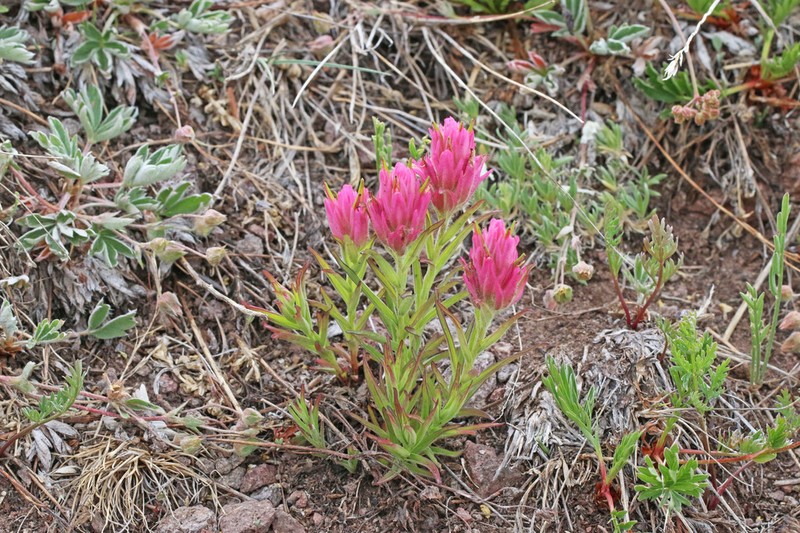 Tushar Plateau Indian Paintbrush photo 6