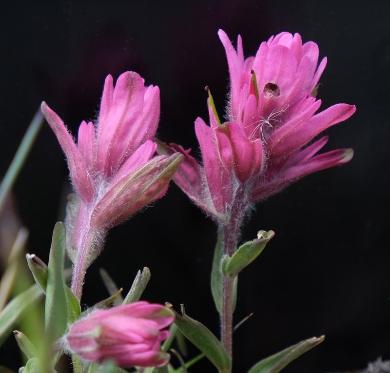 Tushar Plateau Indian Paintbrush photo 7