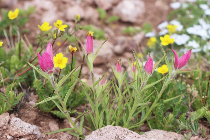Tushar Plateau Indian Paintbrush photo 8