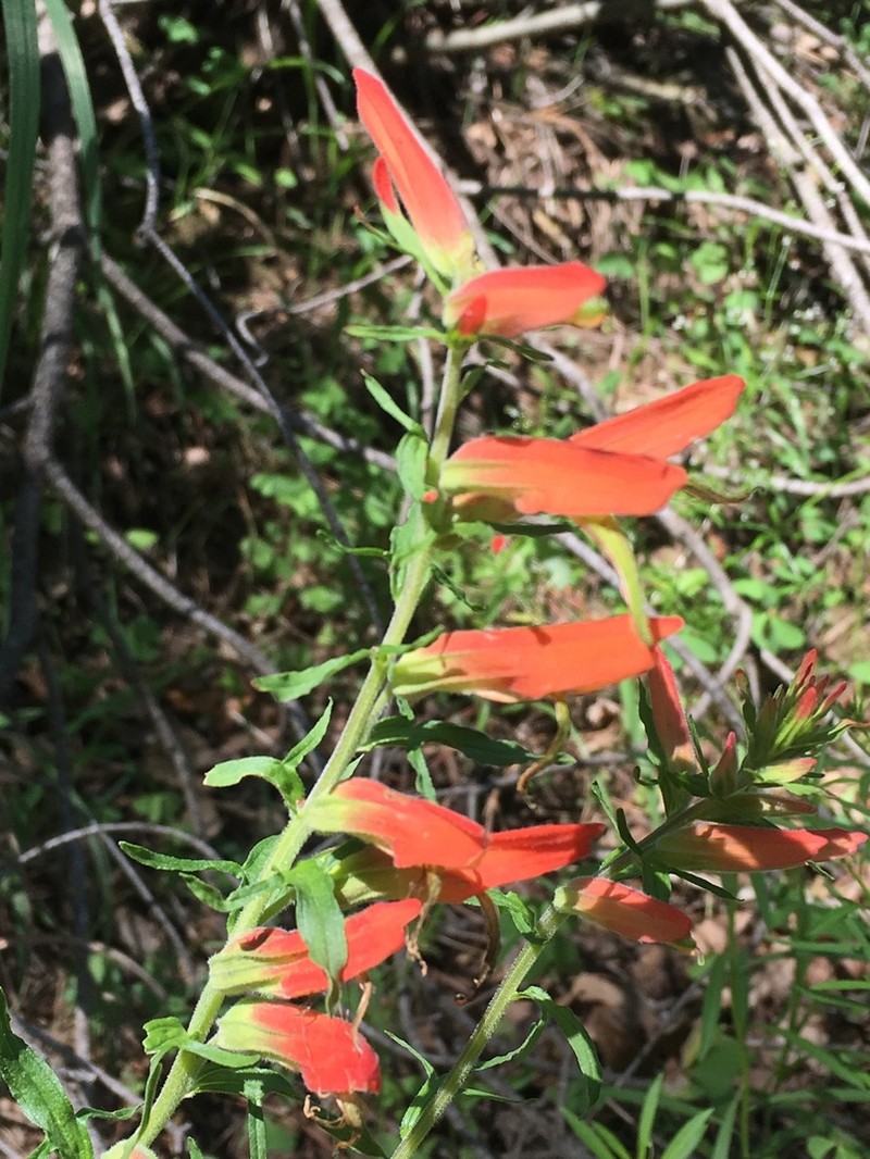 Huachuca Mountain Indian Paintbrush