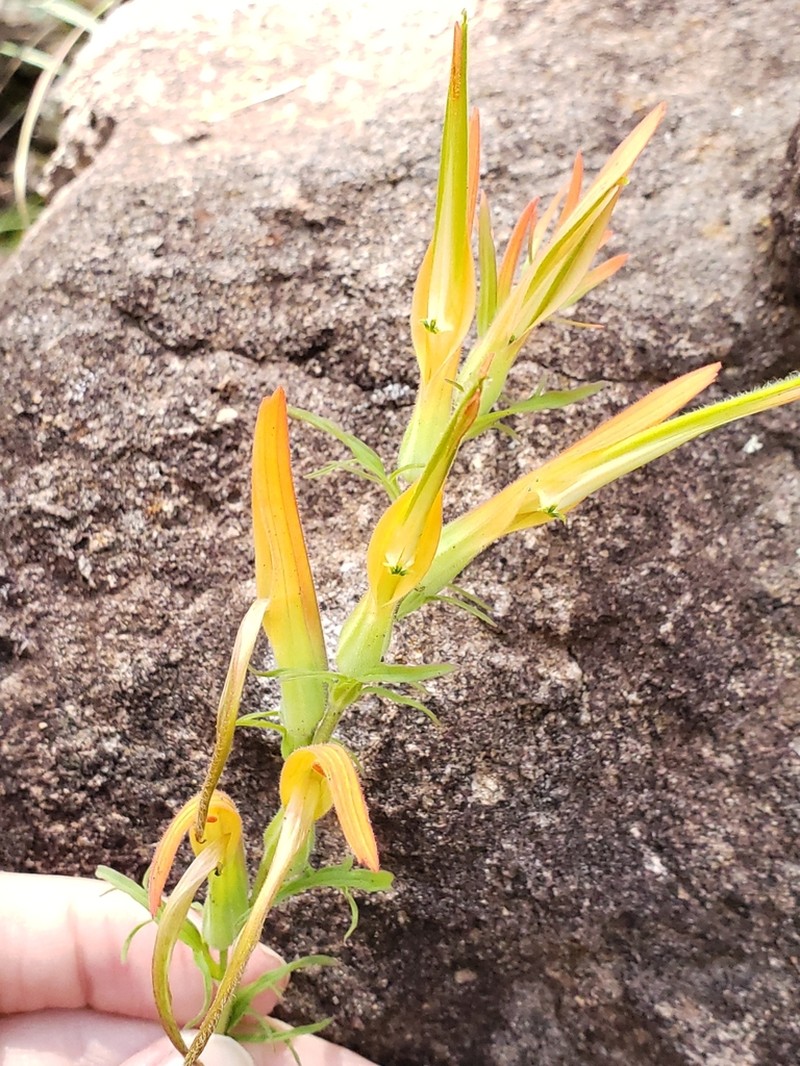 Huachuca Mountain Indian Paintbrush photo 2