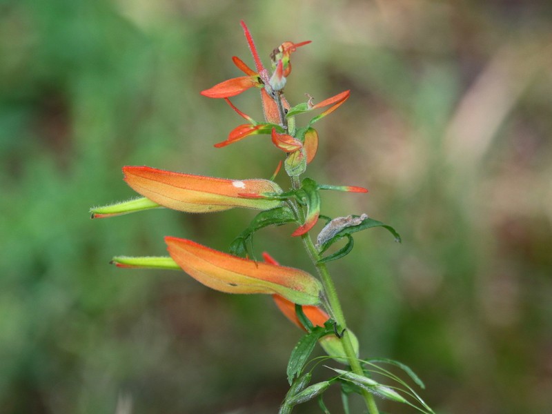 Huachuca Mountain Indian Paintbrush photo 3