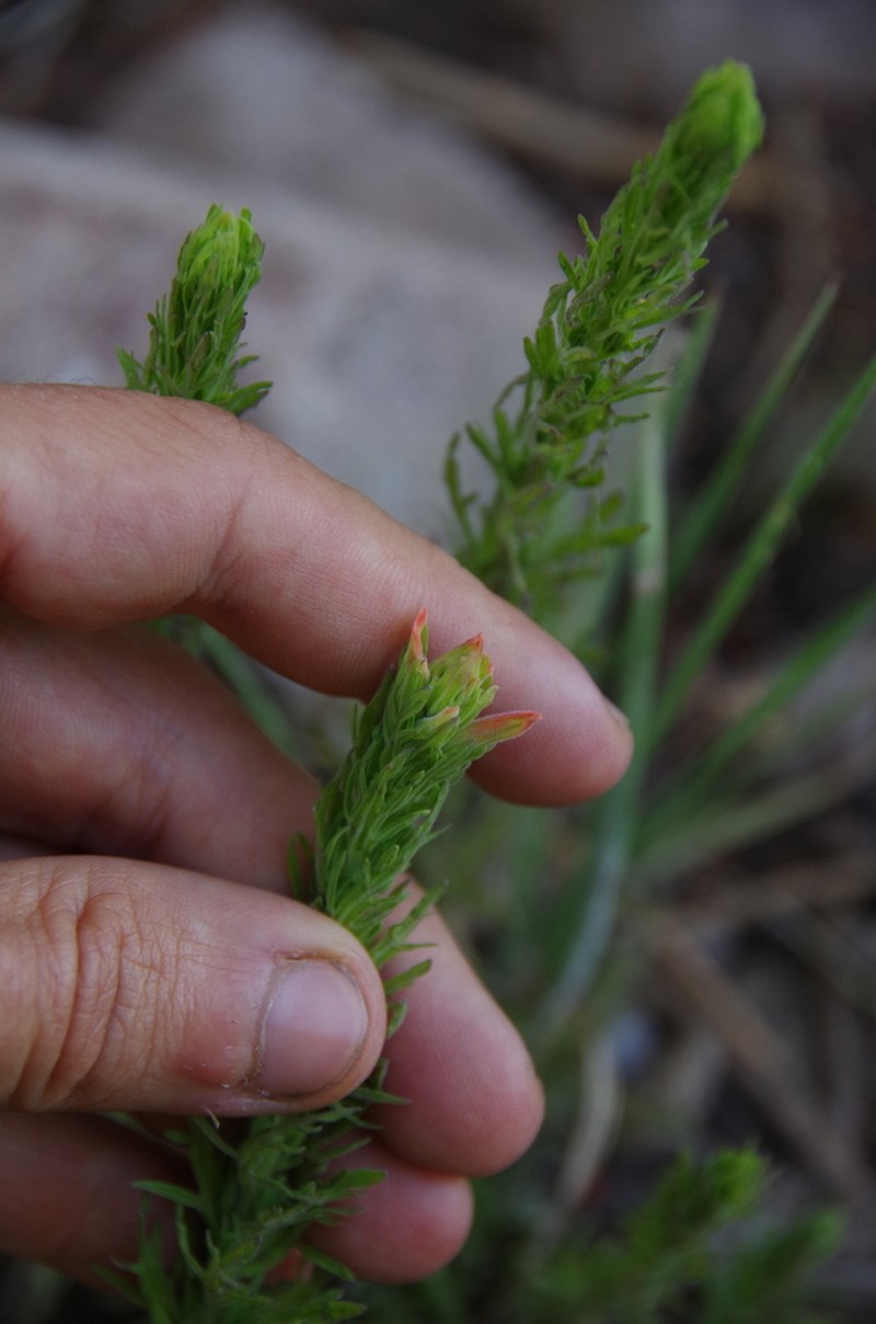 Huachuca Mountain Indian Paintbrush photo 4