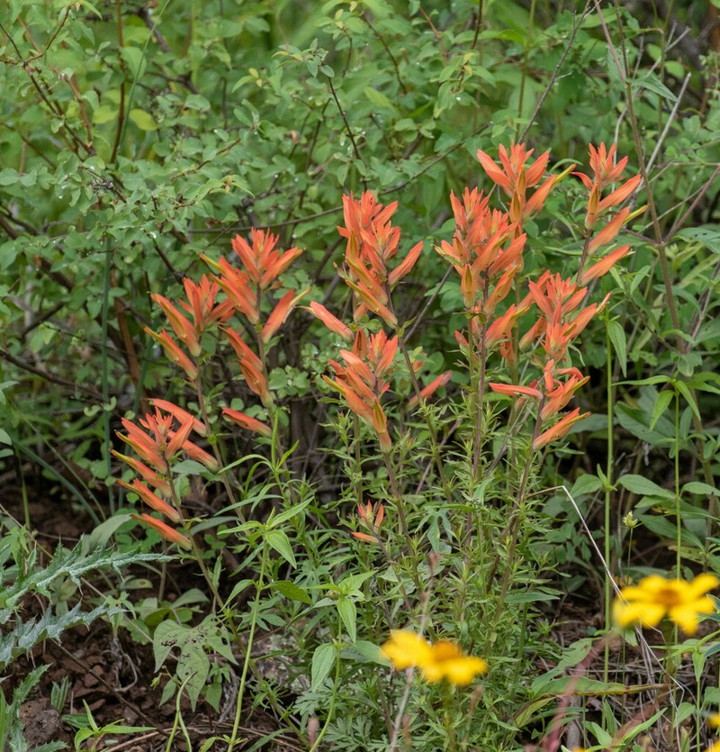 Huachuca Mountain Indian Paintbrush photo 5