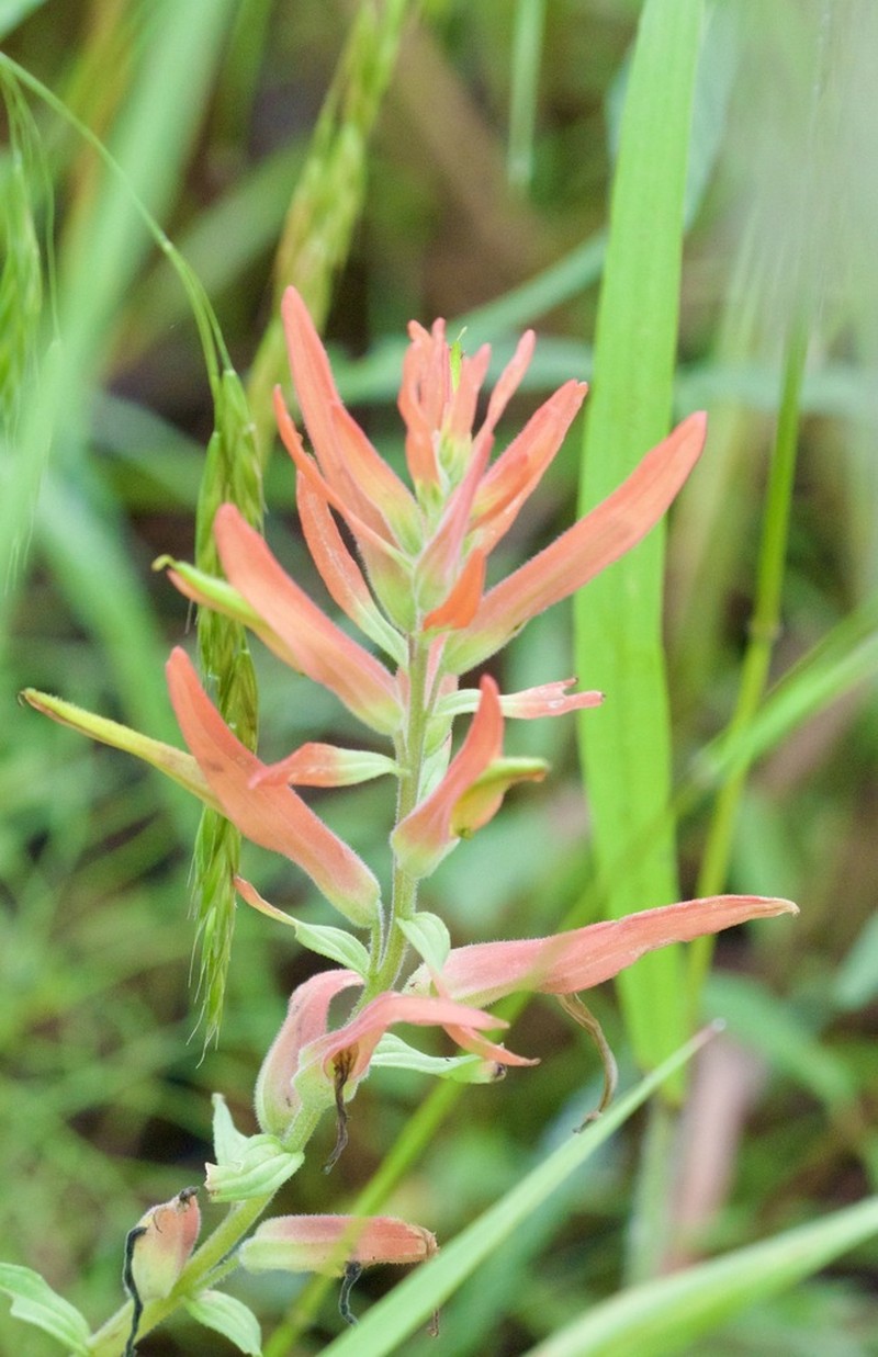 Huachuca Mountain Indian Paintbrush photo 6