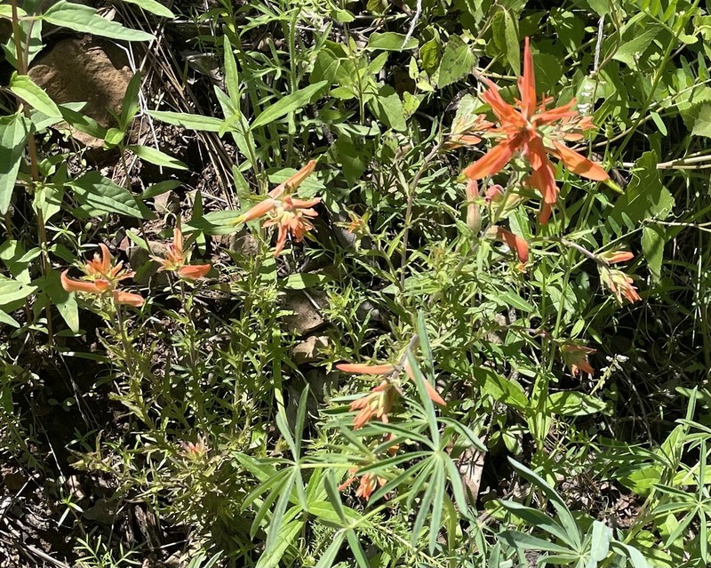 Huachuca Mountain Indian Paintbrush photo 7