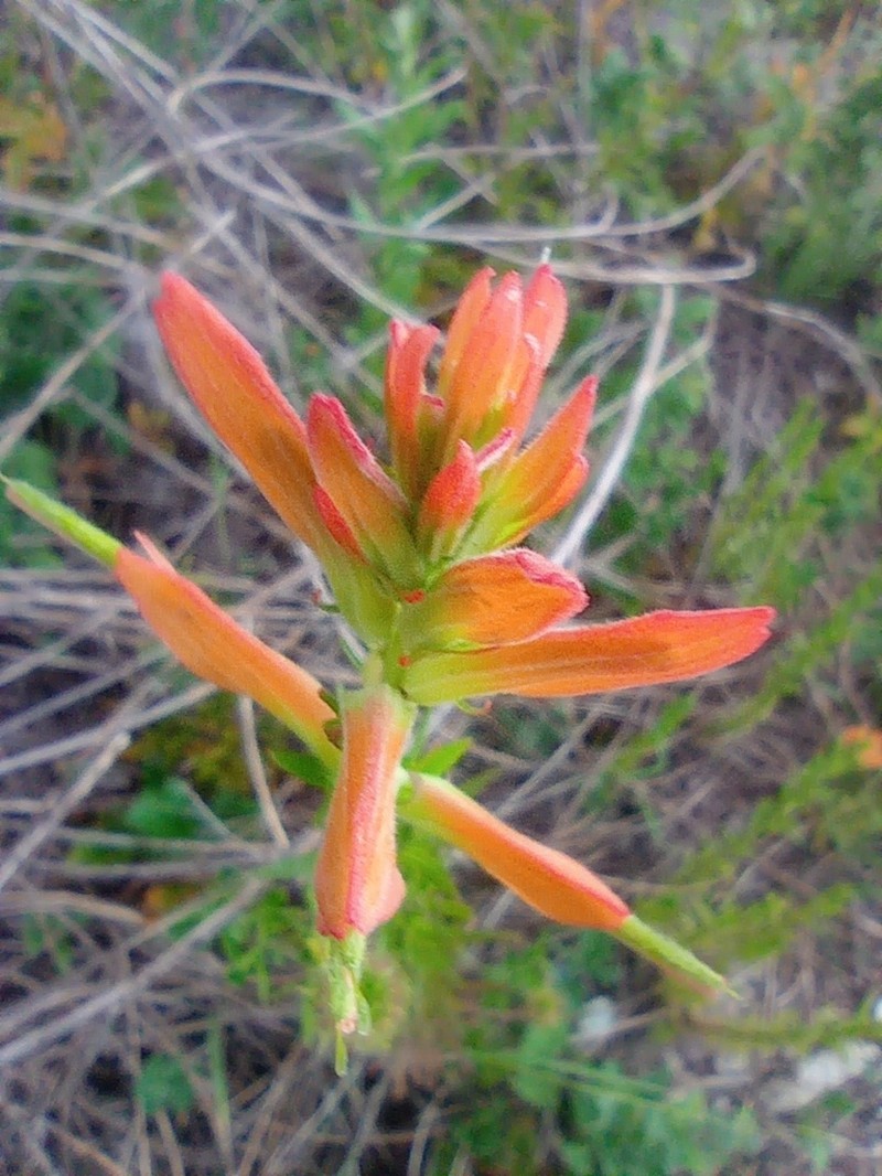 Huachuca Mountain Indian Paintbrush photo 8