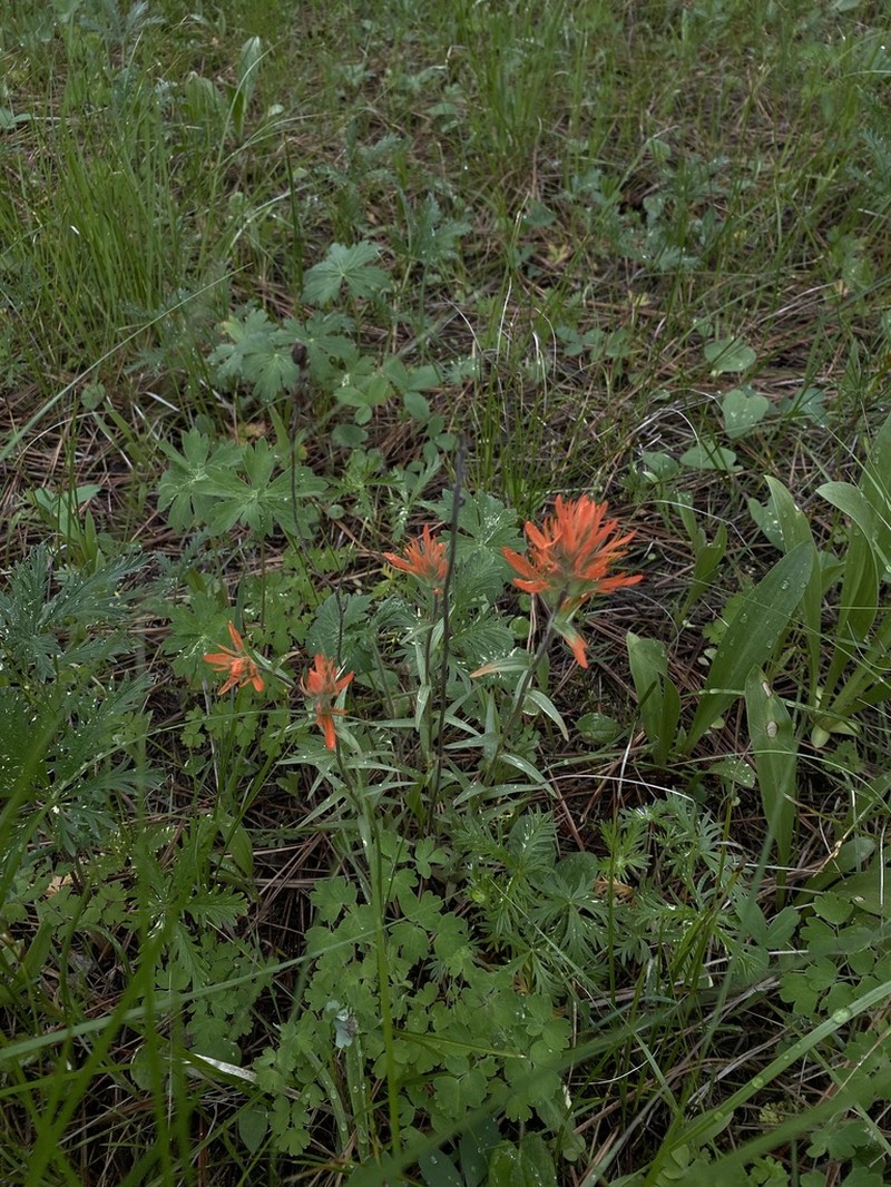 Peck's Indian Paintbrush