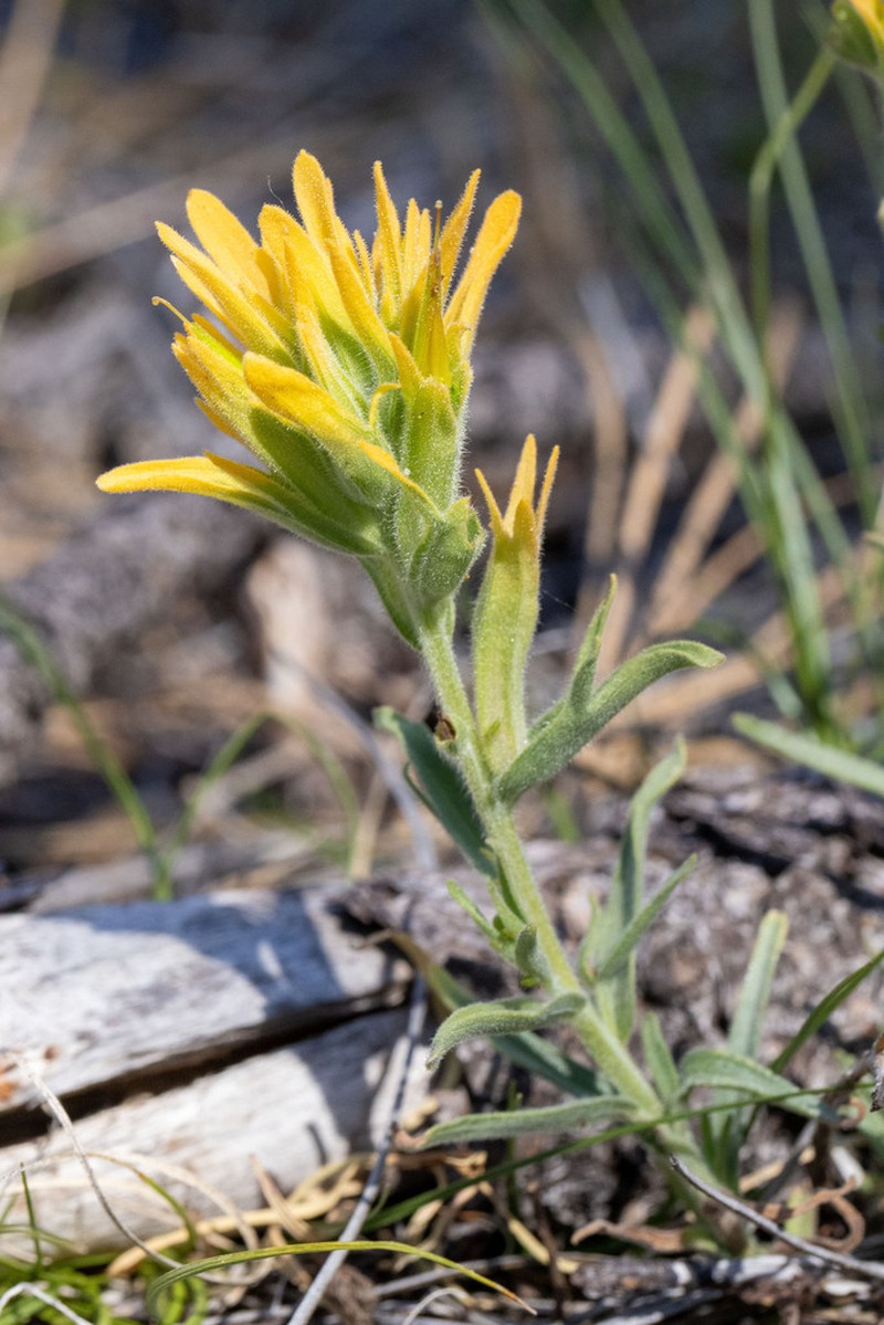 Peck's Indian Paintbrush photo 2