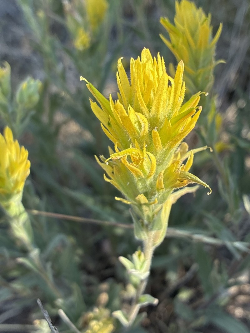 Peck's Indian Paintbrush photo 3